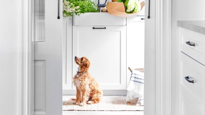 A white kitchen with wood floors, pendant light, art, and a dog sitting near pots and a sink.