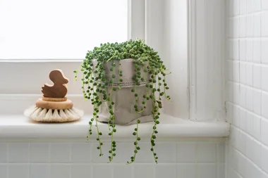 Cascading plants