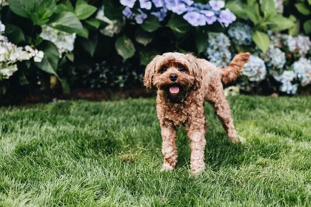 A fluffy brown dog stands on grass, tongue out, with hydrangea flowers in the background.
