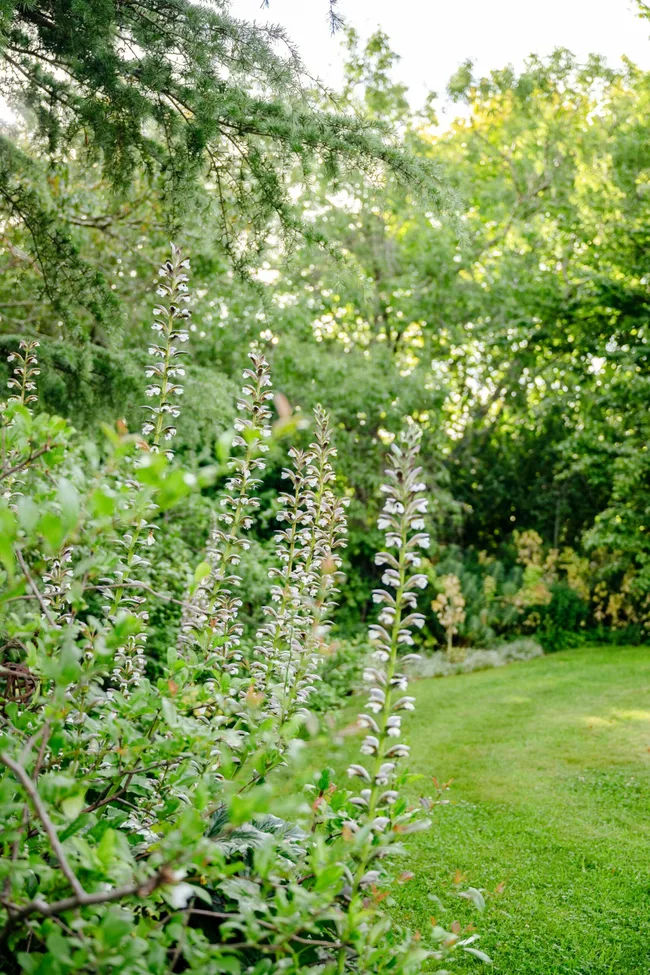 Acanthus spikes beside a mowed lawn and trees.