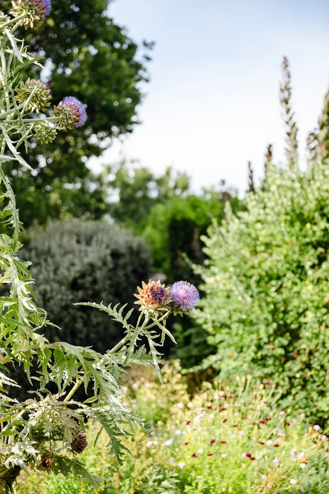 Artichoke flowers bloom in this part of the garden, with bushes in the background.