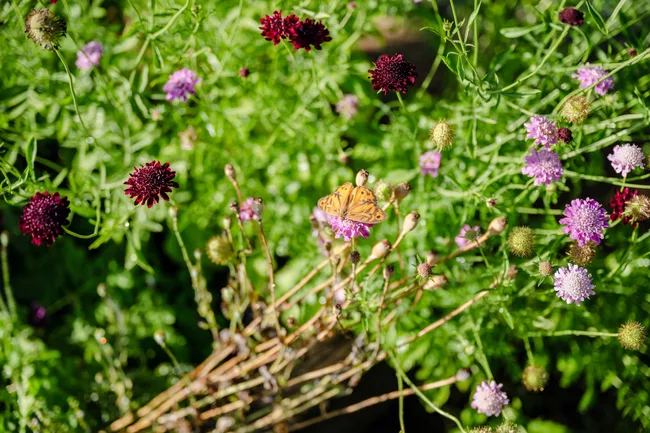 A butterfly rests on a pink flower, with burgundy flowers nearby.