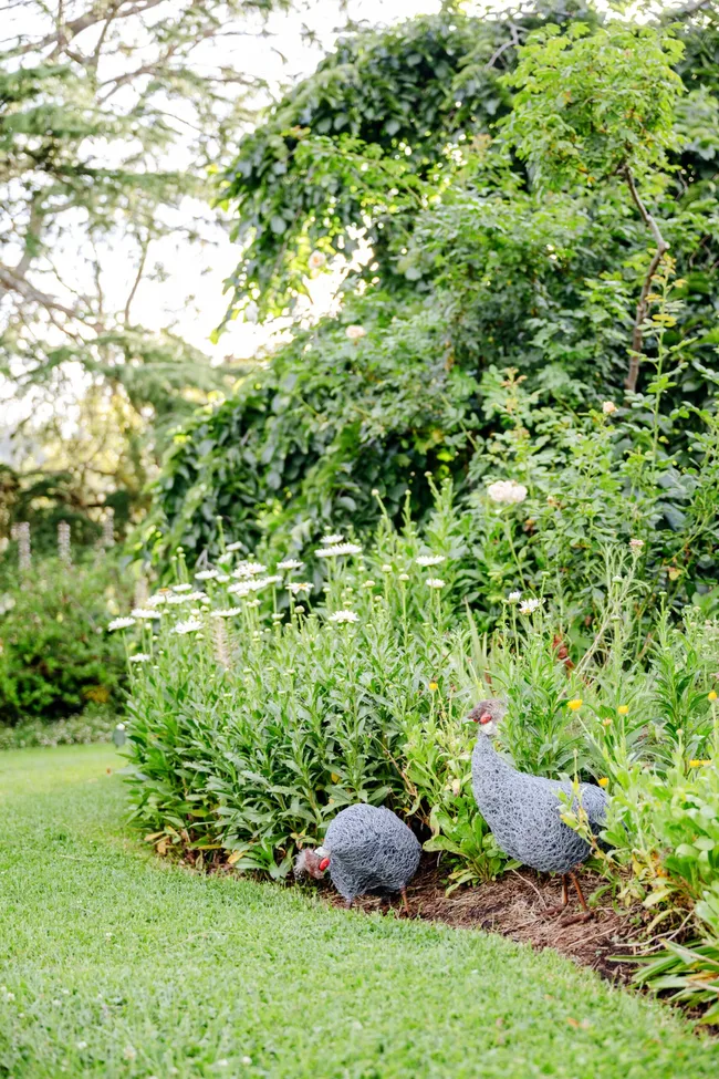 Two guineafowls in a cottage garden, beside white daisies and greenery.