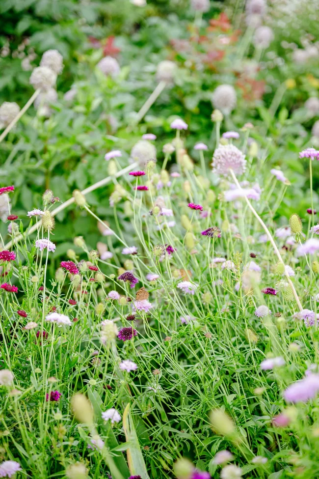 Pink and purple flowers.