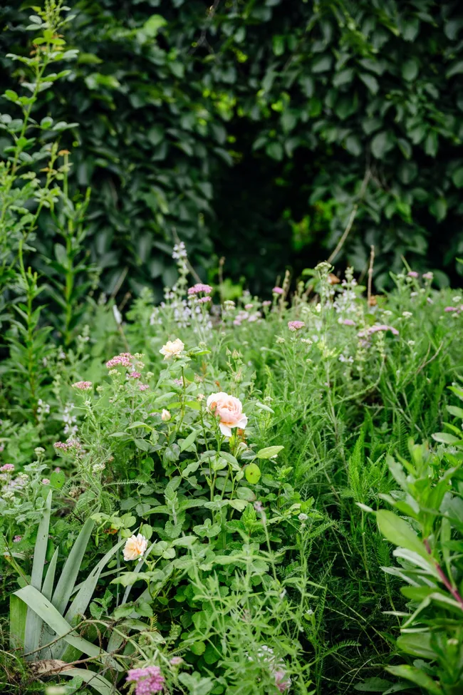 Pink roses amongst abundant greenery.