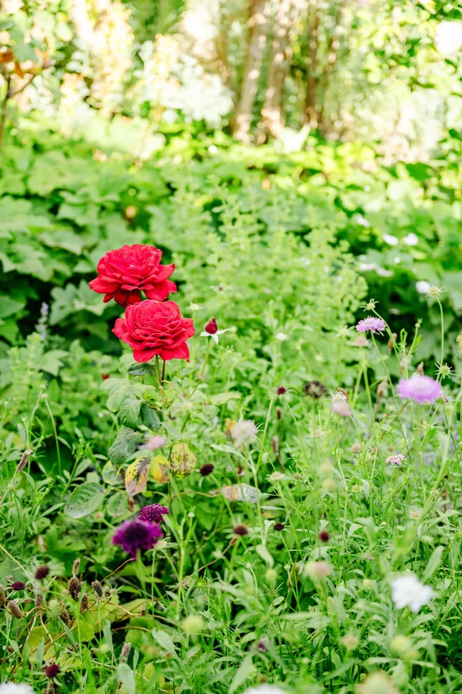 Two red roses in full bloom amongst abundant greenery.