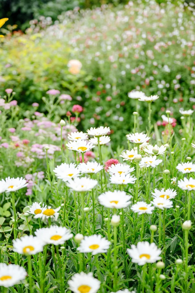 White daisies amongst abundant greenery.