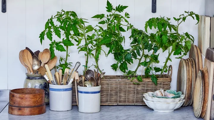 A garden inspired kitchen has white walls, cool-toned wallpaper and lots of leafy green plants growing out of a basket on the kitchen benchtop