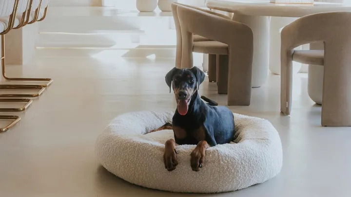 best dog beds